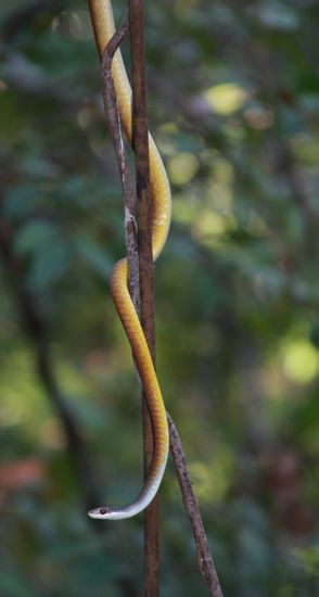 Common (Golden) Tree Snake (Dendrelaphis punctulata)