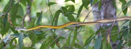 Common Tree Snake