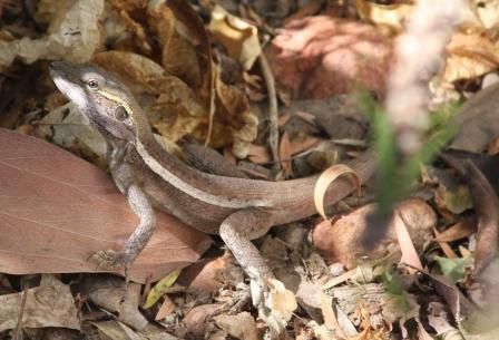 Two-Lined Dragon