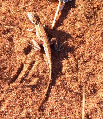 Central Military dragon (Ctanophorus isolepis)