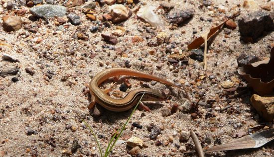 Port Essington Striped Skink (Ctenotus essingtonii)
