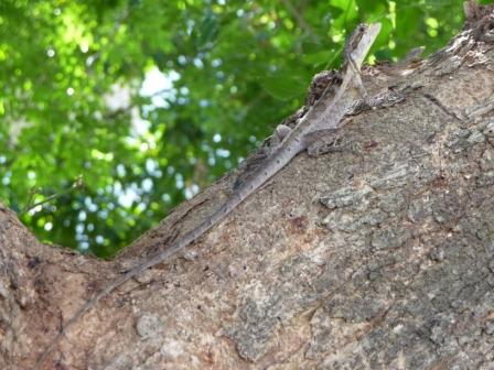 Gilberts Dragon (Amphibolurus gilberti)