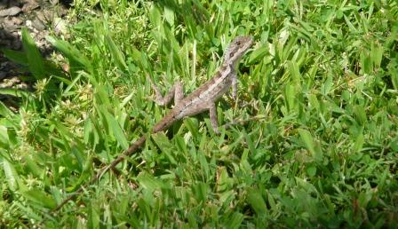 Gilberds Dragon