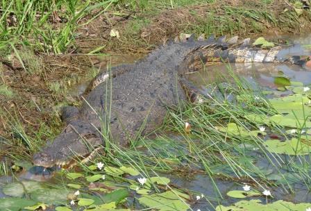 Estarine Crocodile (Crocodylus porosus)