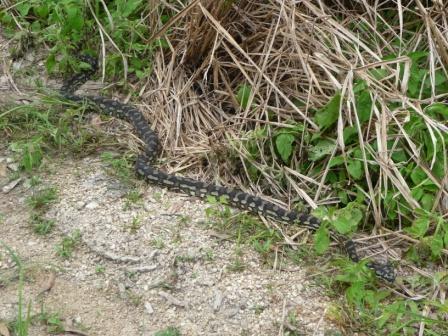 Eatsern carpet Python (Morelia spilota mcdowelli)