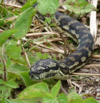 Eastern carpet Python