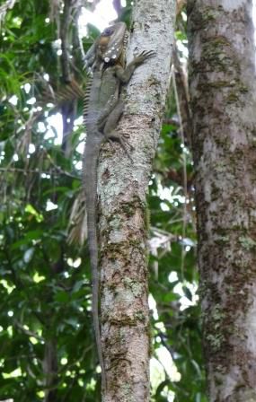 Boyd's Forest Dragon (Hypsilurus boydii)