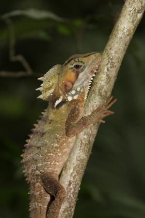 Boyd's Dragon