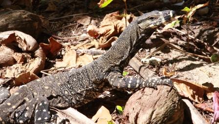 Lace Monitor (Varanus varius)