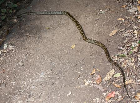 Scrub Python