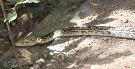 Scrub Python (Morelia kinghorni)
Amethyst Python