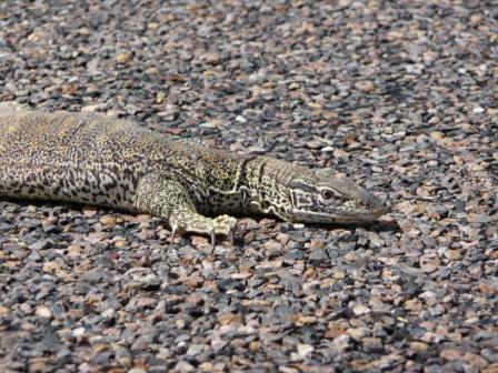 Sand Monitor Lizard (Varanus gouldii)