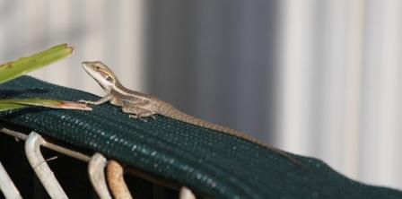 Two-Lined Dragon