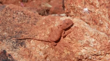 Pebbel Earless Dragon (Tymanocryptis cephalus)