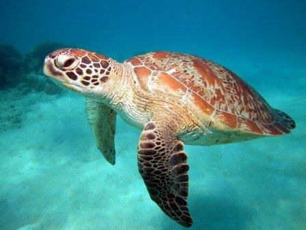 Grenn See Turtle