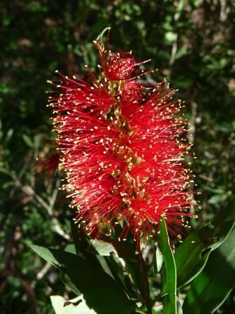 Bottlebrush