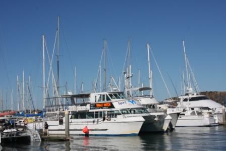 Unser Whale-Watch-Cruiser