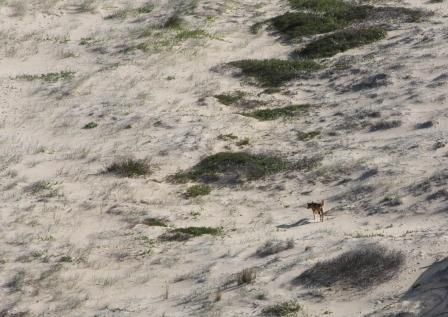 Dingo am Strand