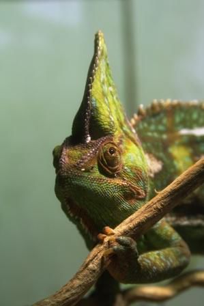 Jemenchamaeleon, wie der Name besagt, nicht aus Australien.