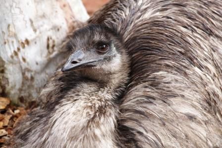 Guckuck Emu