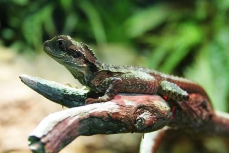 Und hier ein Eastern Waterdragon