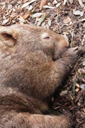 Mmh, Wombat nuckelt am Daumen.