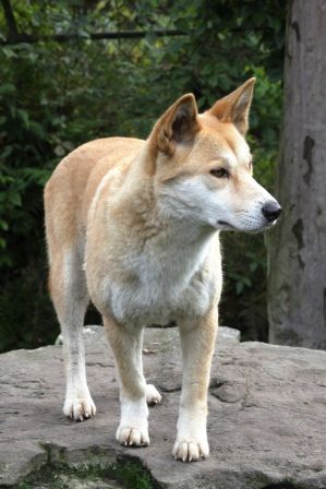 Ich bin so ein gefaehrlicher Dingo.