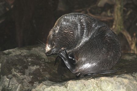 Babyseal 1