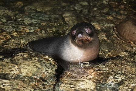 Babyseal 3 (Sohn von Haino)