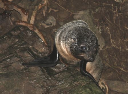 Babyseal 2