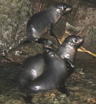 Babyseal 4+5+6+7