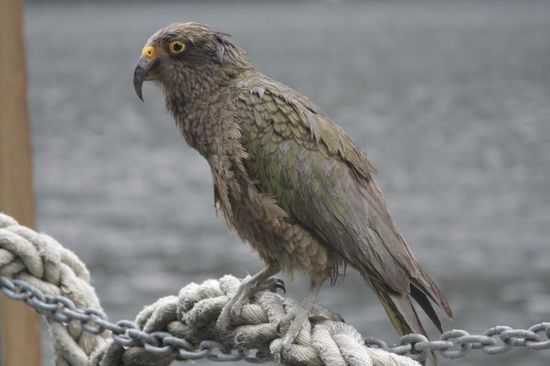 Ein Kea, einer der einzigartigen Voegel bzw. Papageien Neu Seelands