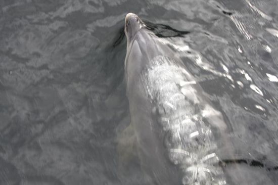 direkt unter dem Bug schwamm der Delphin
