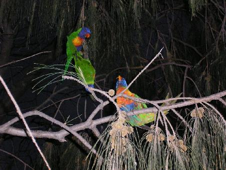 Vogelwelt am Cottesloe Beach
