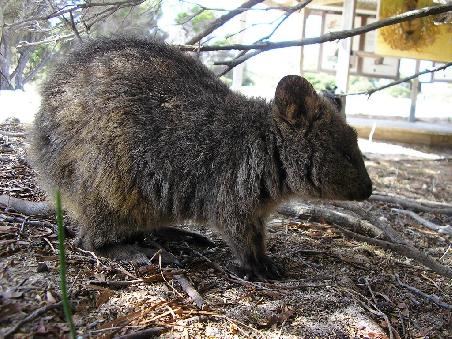 Verschlafener Quokka auf Rottnest Island *mit nach Hause nehmen mag* o)