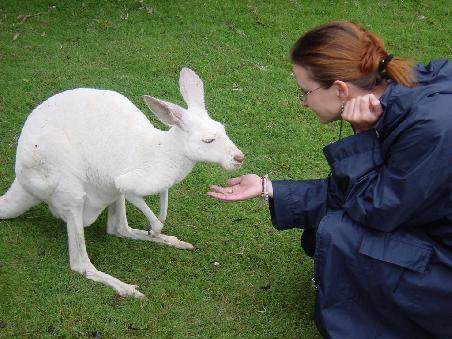 Nati fuettert ein Kaenguruh (Caversham Wildlife Park)