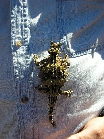 Thorny Devil