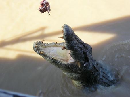 7 Meter Saltie "Hannibal the Cannibal" (Adelaide River)