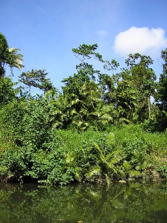 Rainforest Cape Tribulation