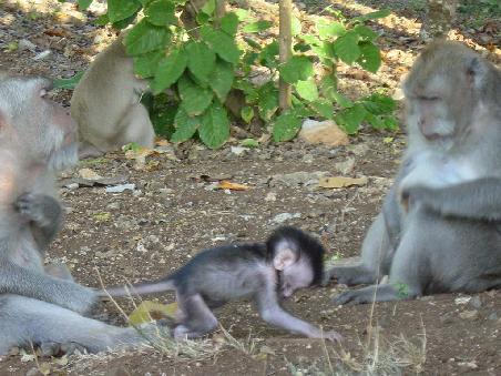 Aaaaaaah, so suess, so entzueckend, so gleissend .. *ausflipp* (Affis beim Uluwatu Tempel)