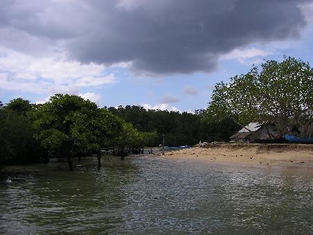 Mangroven an der Kueste von Nusa Lembongan