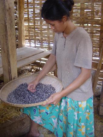 Schwarzer Reis, eine Toraja-Spezialitaet