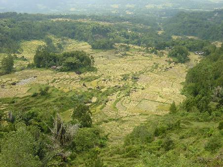 Reisfelder praegen die Landschaft in Tana Toraja