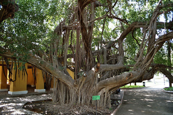 Quinta San Pedro Alejandrino