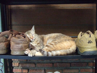 Hier ein Foto vom Schuhregal vorm Guesthouse