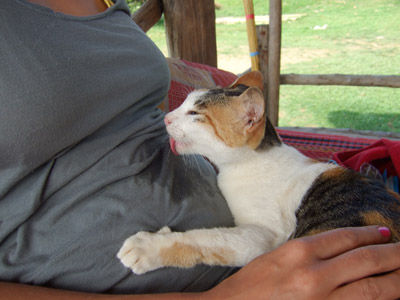 Und noch schlimmer: sabbernde Katzen!