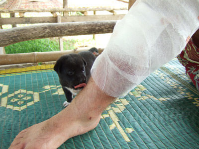 Heal me, little Puppy!