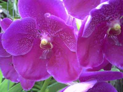 In Jim Thompson s Garten