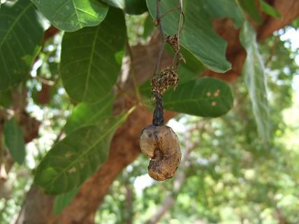 Cashewnut
