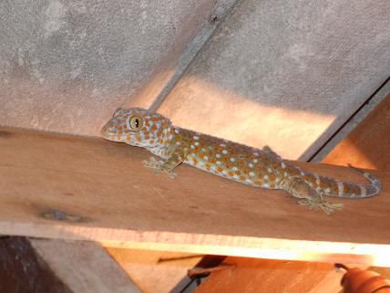 Giant Gecko im Badezimmer (ca 40cm)